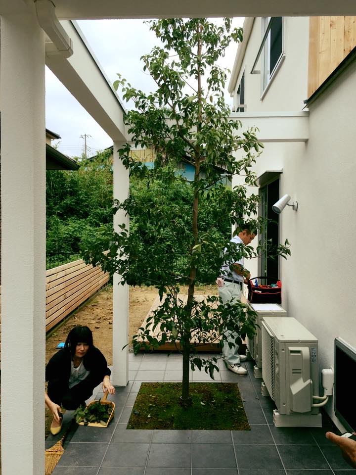 リノベ館のシンボルツリー！