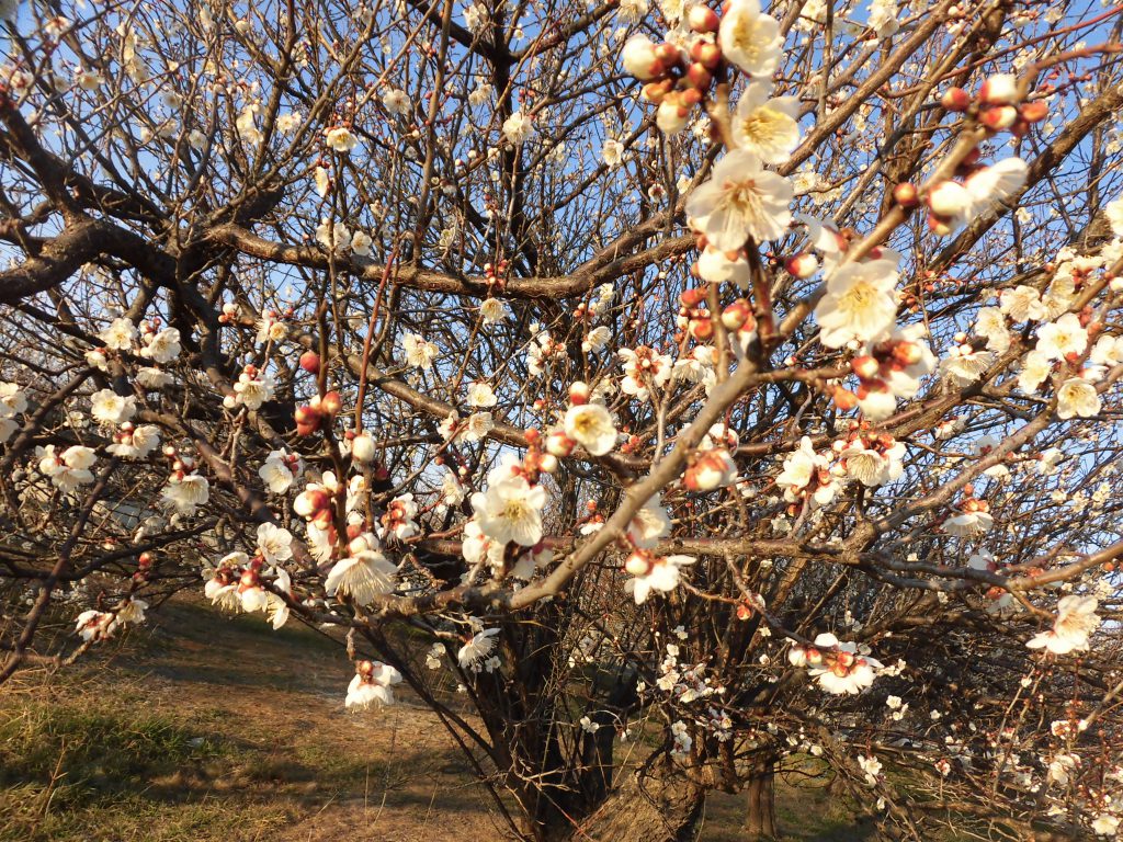 リノベ館のお庭☆