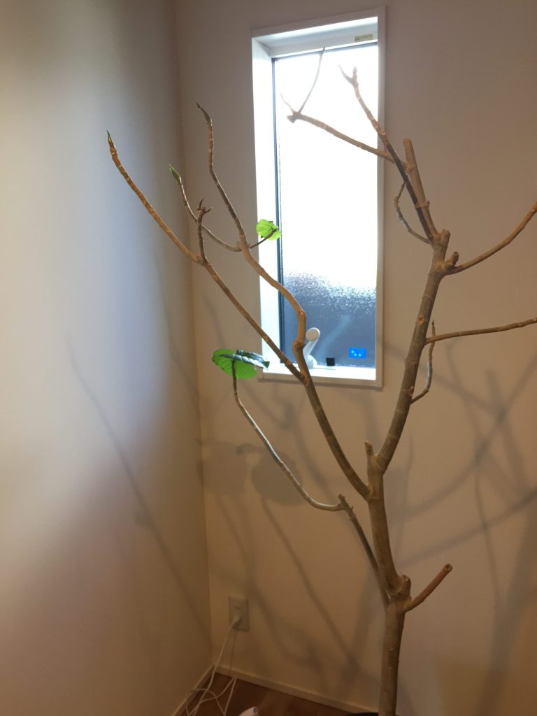 つくば市のリノベ館！