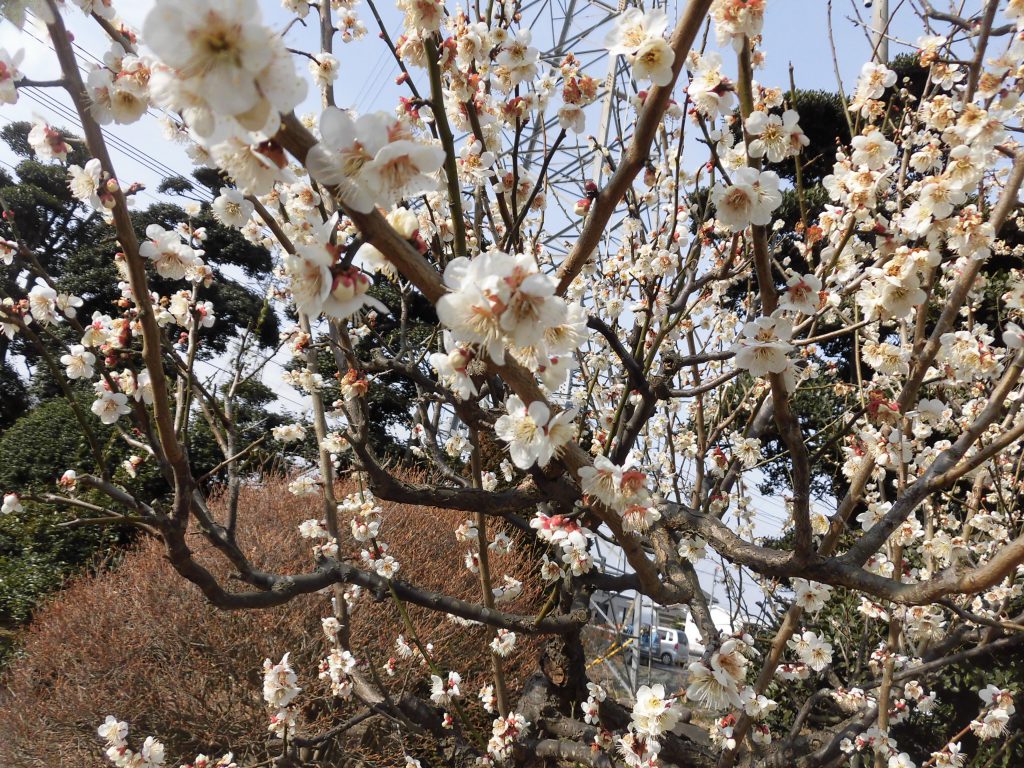 梅満開、キッチン施工中です。