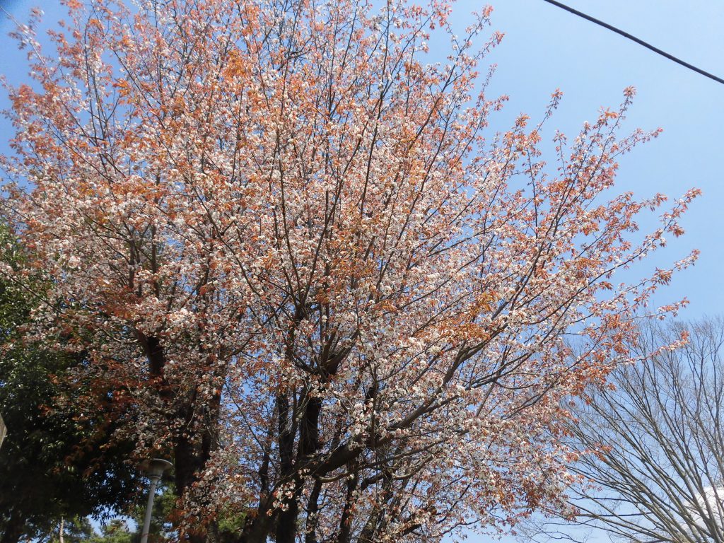 リノベ現場いよいよ完成です。