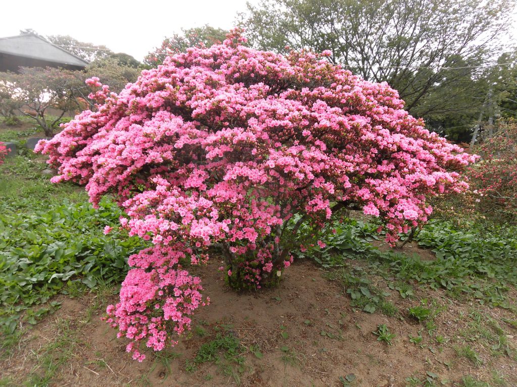 畳の香りはリラックス