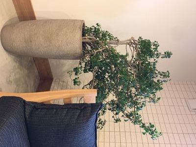 “リノベ館の名脇役たち”