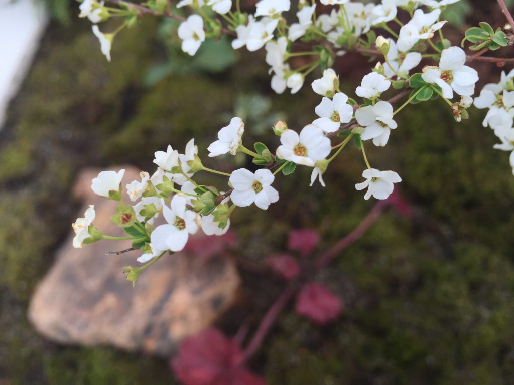 リノベ館の庭を探検！