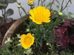 リノベ館のお庭が完成☆