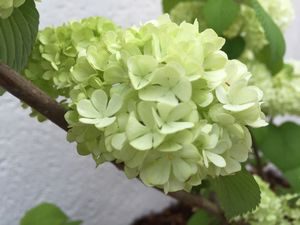 IMG_9307