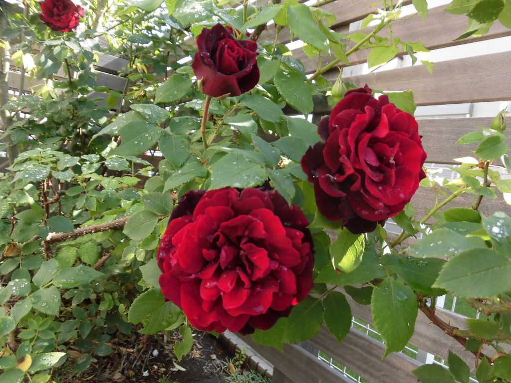 住まいの健康診断してますか