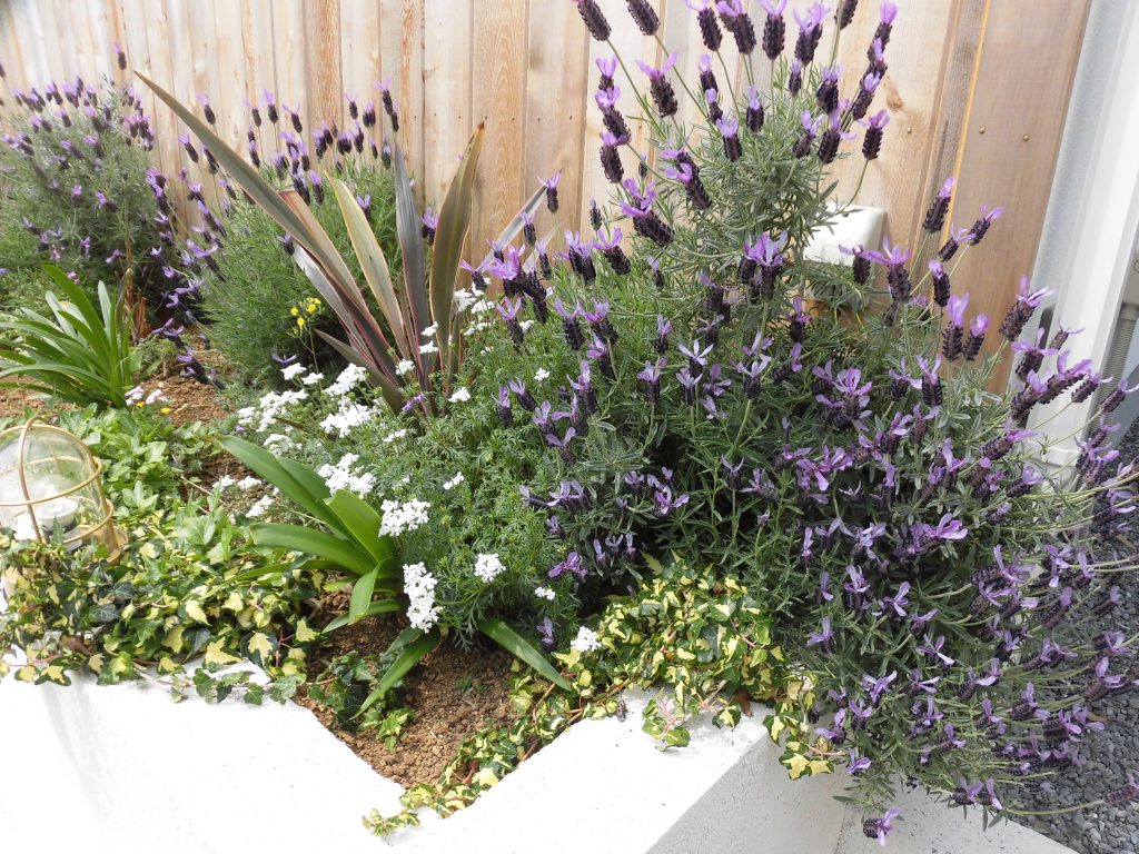 リノベ館の花壇満開です