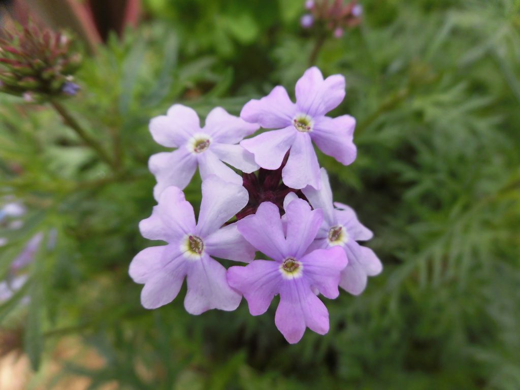 茶色砂がお庭を演出します