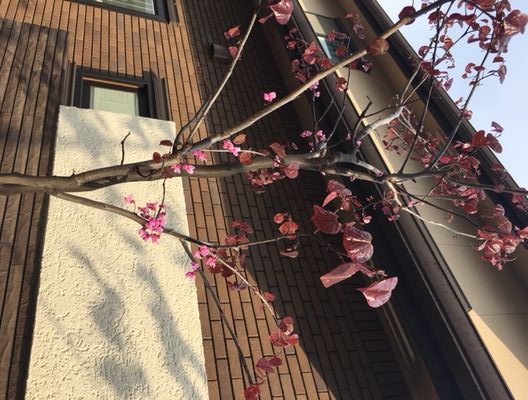 “春の訪れ　～リノベ館～”