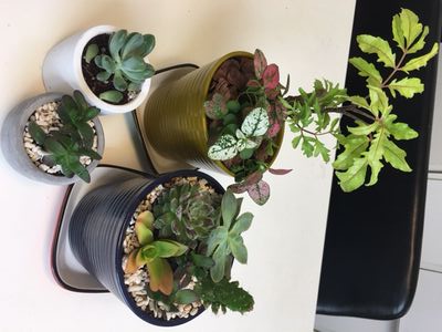 寄せ植え初体験！～私の貴重な休日～