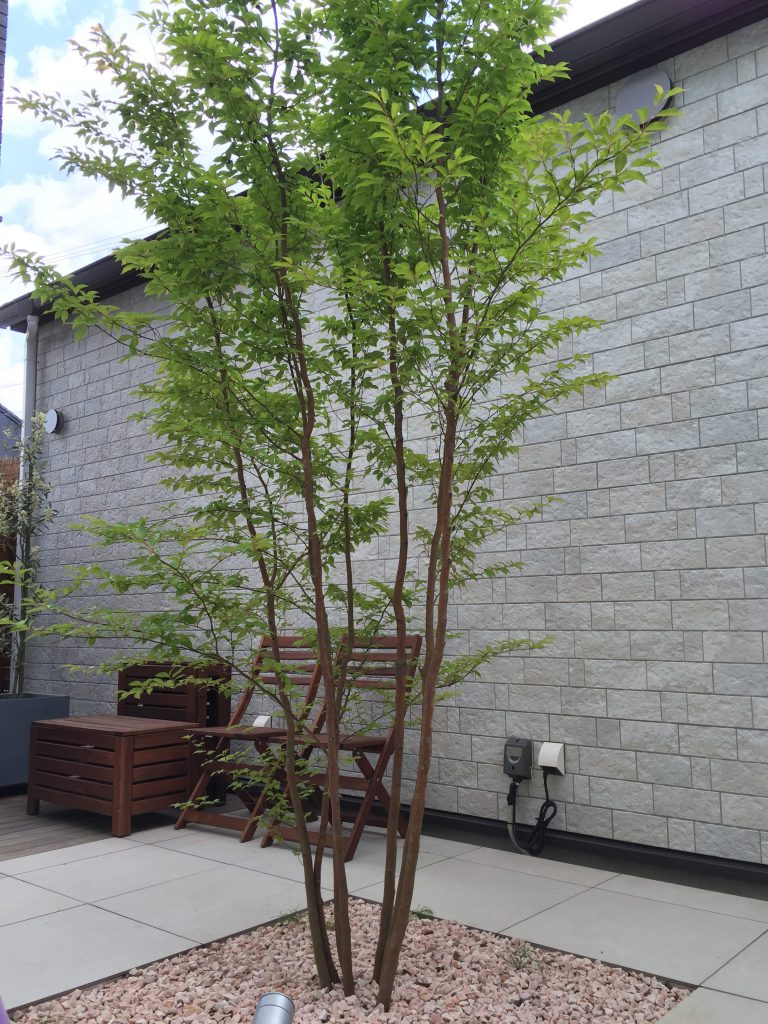 ガーデン工事から1年☀