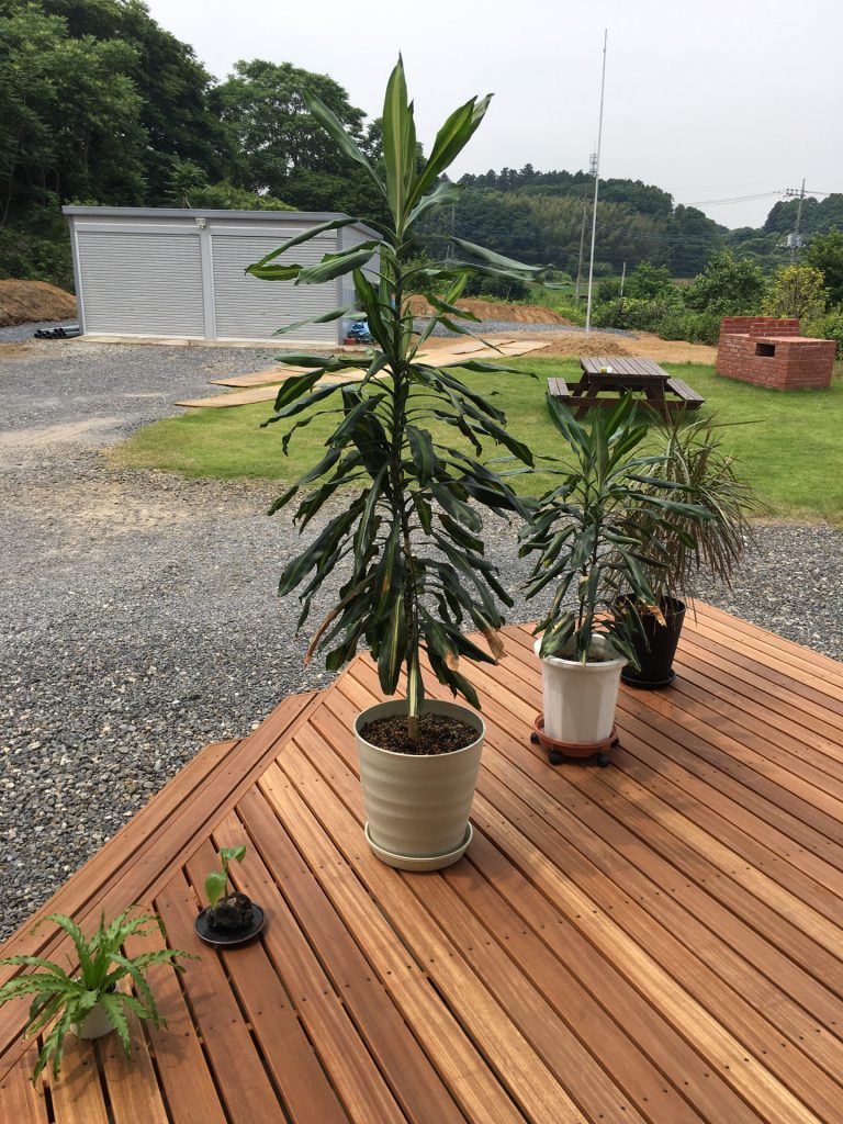 観葉植物☆