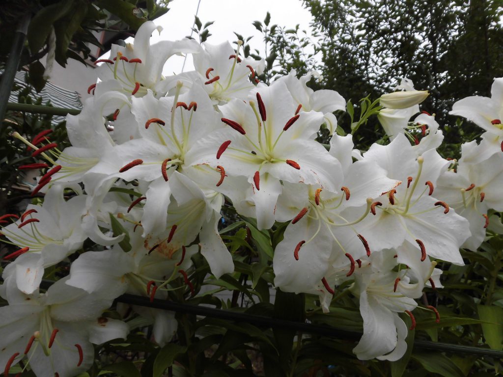 夏本番「真夏の果物」