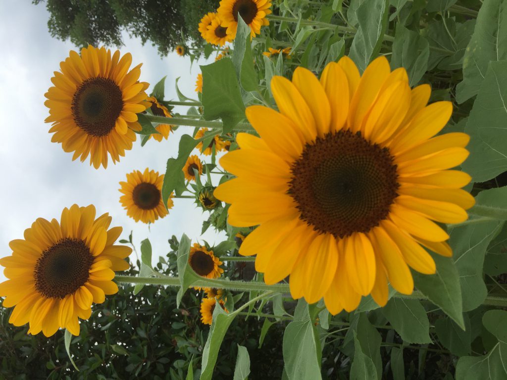 リノベ館にヒントが・・