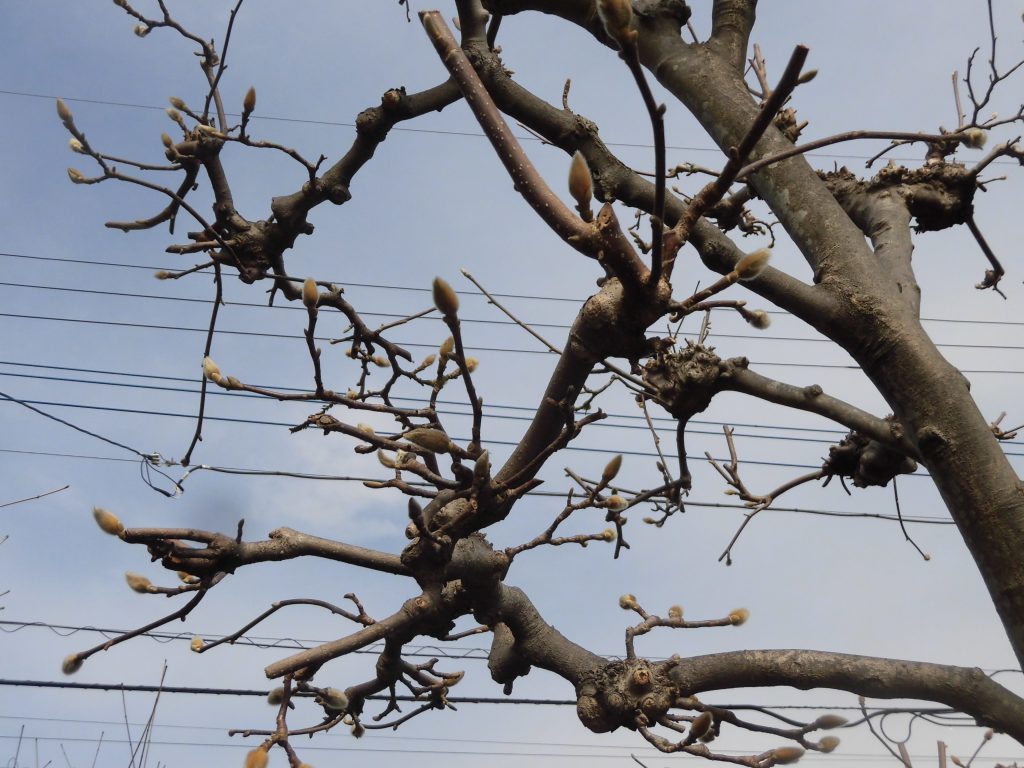 春のセミナーご案内です