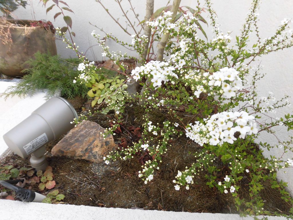 春満開・リノベ館へようこそ