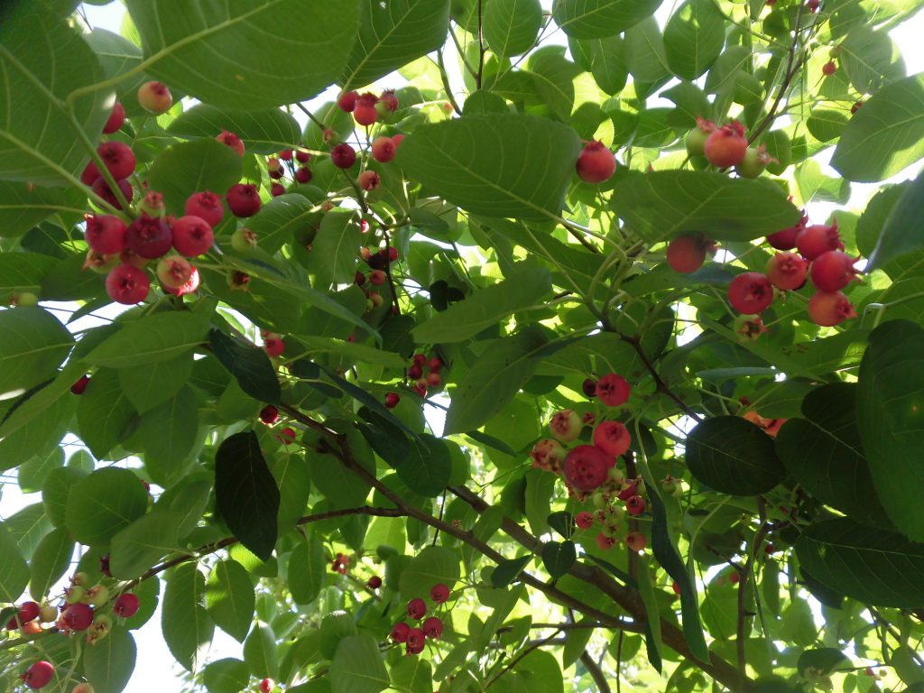 野菜が食べごろに（　＾ω＾）