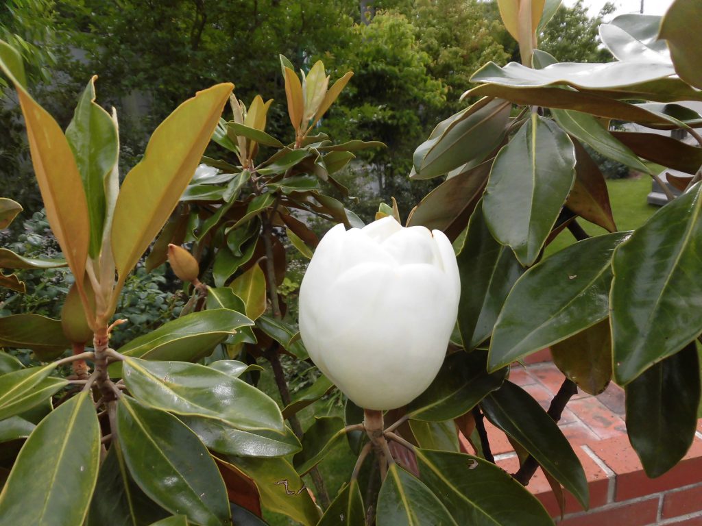 マグノリアの花が華やかに・・・