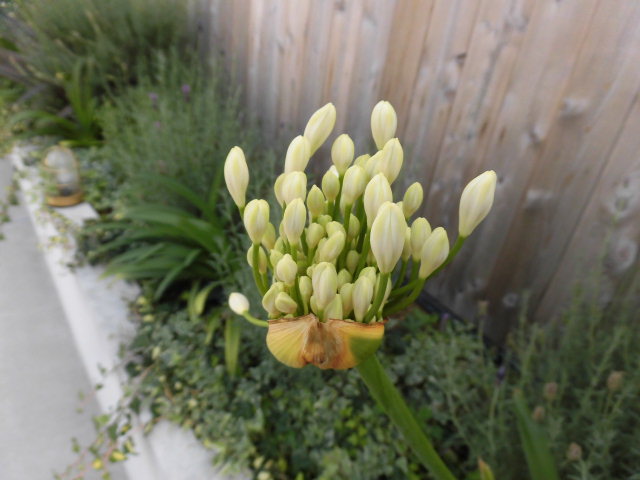 リノベの外装・きれいな壁で家づくり