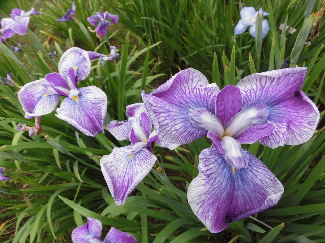 リノベの現場、高い天井に・・・