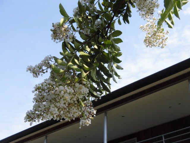 暑中お見舞い申し上げます