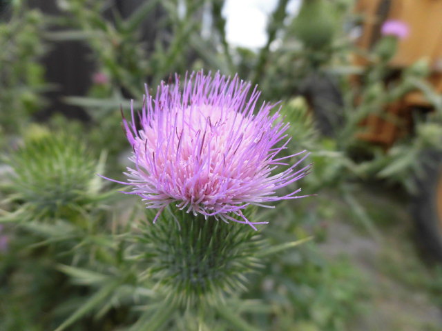 リノベの現場に「アザミ」の花が・・・