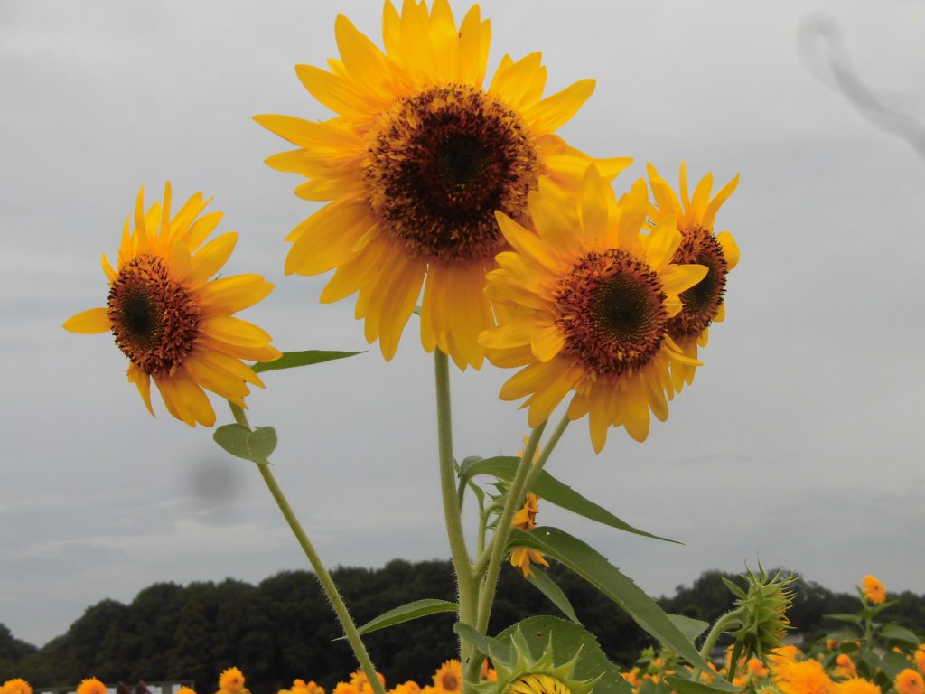 ・・猛暑は夏の花が癒します・・