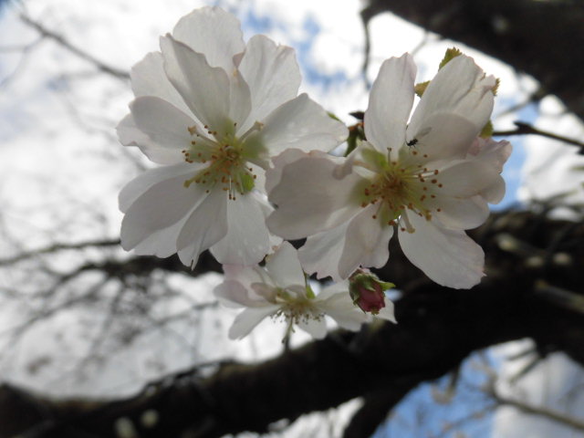 秋のはてなブログ？