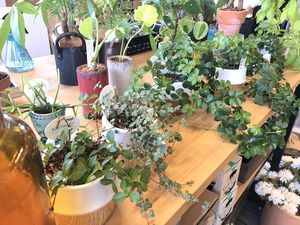 雑貨店に新しい植栽が入荷しました。