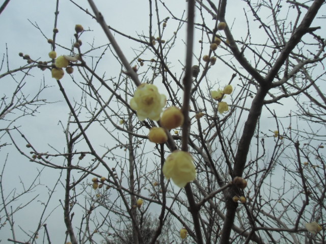 リノベの現場は和室の趣