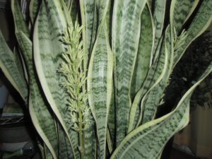 お部屋の空気をきれいにしてくれるエコ植物が咲きました スタッフブログ カイテキリノベ