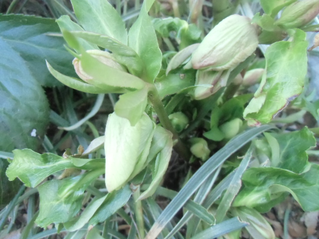 リノベ館に春の訪れ