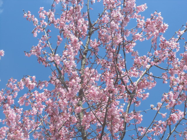 春めく陽気に包まれました。