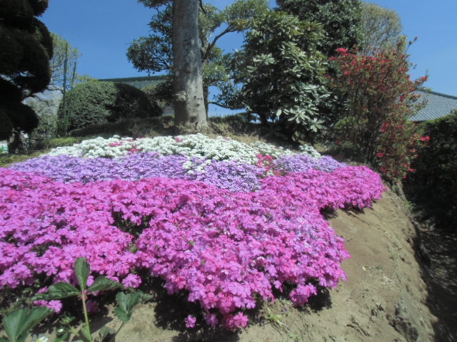 リノベの現場は春本番の陽気です
