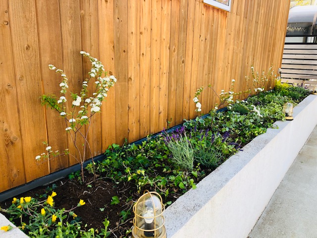 リノベ館花壇のお手入れしました！