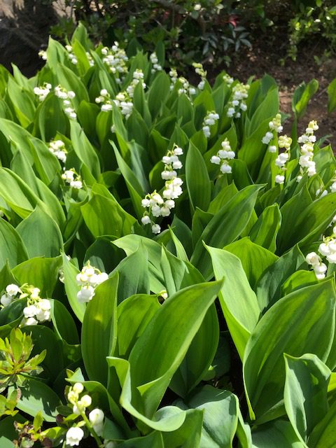 県南のプチ植物園
