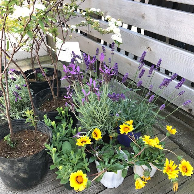 リノベーションモデルハウス　お庭剪定