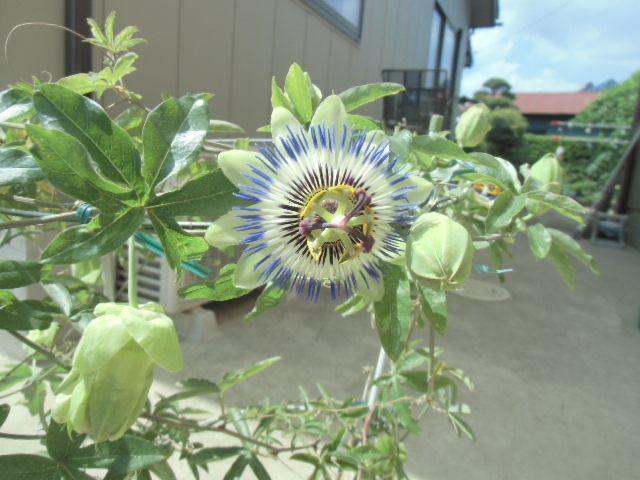 リノベの現場はユニークな花が咲いてます。