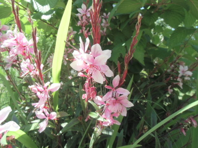 イベント情報・リノベーション現場見学会