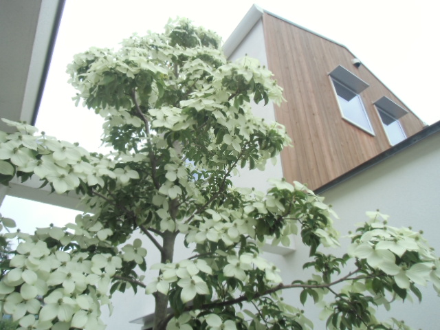 リノベ館発信、野趣を感じる山法師