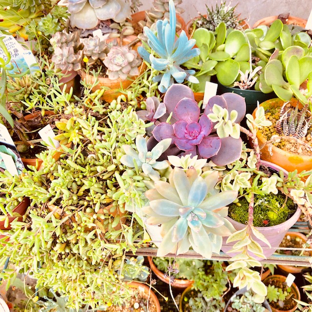 素敵な多肉植物
