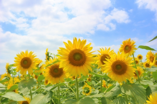 夏季休業のお知らせ