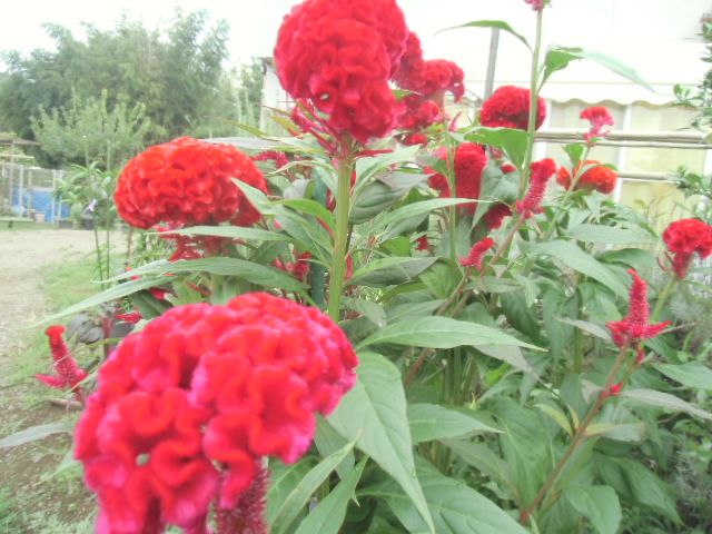 白木ワックスは美しい風合いです