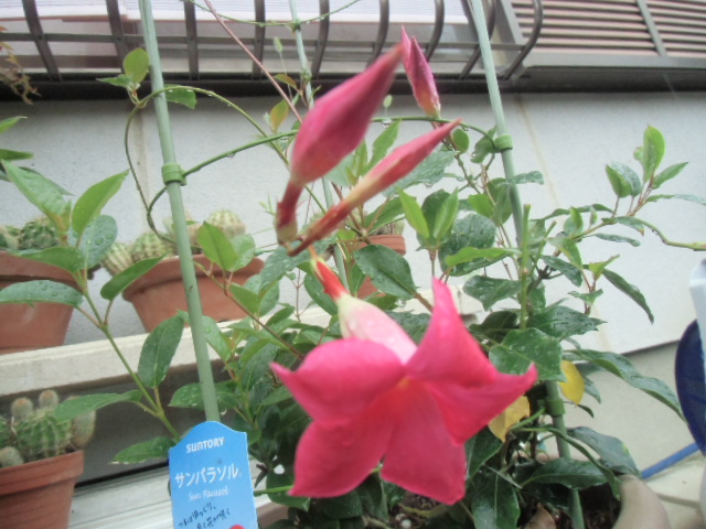 素材を生かした造作デザインは・・・