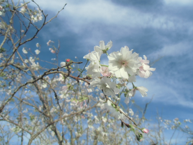 十月桜が見頃です