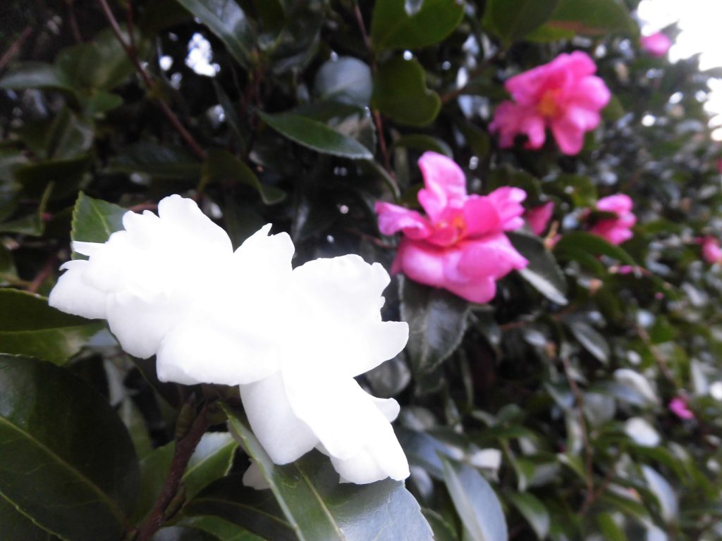 「造作工事は楽しいね・・・」