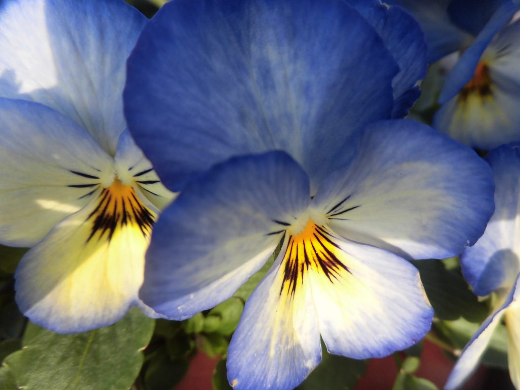 寒中お見舞い申し上げます