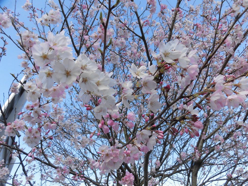 suumo注文住宅は春の特大号なのです