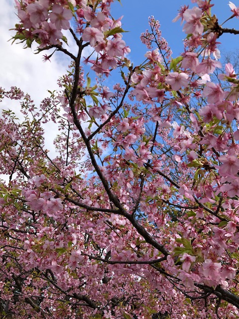 子供部屋の間仕切り
